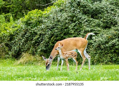 White Tailed Doe With A Fawn At A Wildlife Sanctuary In Rome Georgia.