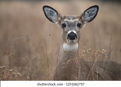 White Tailed Doe in forest
