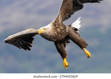 White tailed eagle close up image taken on the Isle of Mull. Scotland. it has a huge wingspan of flat deeply fingered wings. Eagles are powerful hunters with large eyes, powerful bills and strong talons. 