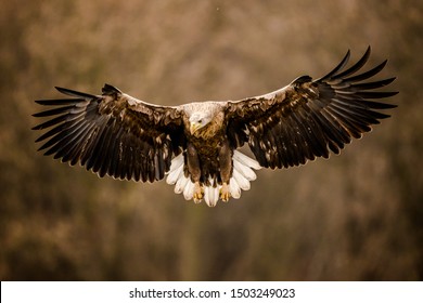 White Tailed Eagle In Flight