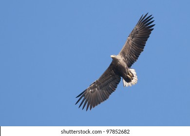 White Tailed Eagle Flight Stock Photo 97852682 | Shutterstock