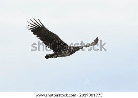 White tailed eagle flying by