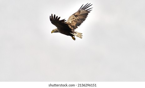 White Tailed Eagle Flying High In Front Of A Moody Sky