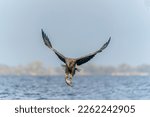 white tailed eagle (Haliaeetus albicilla) taking a fish out of the water of the oder delta in Poland, europe. Front view.                    