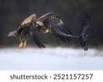 White tailed eagle ( Haliaeetus albicilla) chasing raven