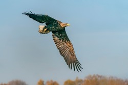 White Tailed Eagle (Haliaeetus Albicilla) In Flight In The Forest Of Poland, Europe. Birds Of Prey. Sea Eagle. Blue Sky Background.              