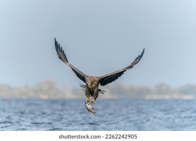 white tailed eagle (Haliaeetus albicilla) taking a fish out of the water of the oder delta in Poland, europe. Front view.                    