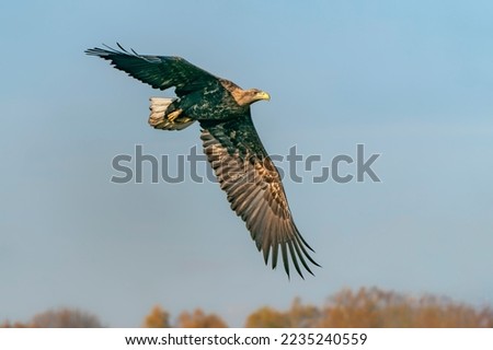 White Tailed Eagle (Haliaeetus albicilla) in flight in the forest of Poland, Europe. Birds of prey. Sea eagle. Blue sky background.               商業照片 © 