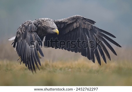 White tailed eagle ( Haliaeetus albicilla)