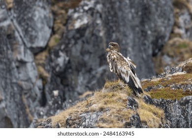 White tailed eagle perched on rocky slope