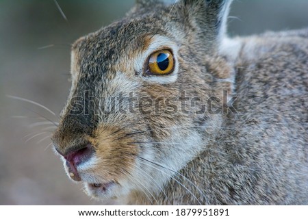 White tailed jackrabbit close up
