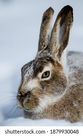 White Tailed Jackrabbit Close Portrait