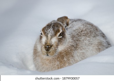 White Tailed Jackrabbit Close Portrait