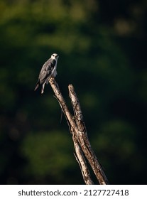 White Tailed Kite In Costa Rica