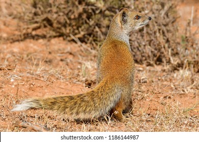 White Tailed Mongoose