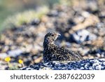 White tailed ptarmigan behind a rock