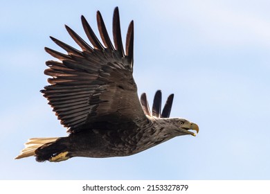 White Tailed Sea Eagle Flies Over Loch Na Keal, Isle Of Mull, UK