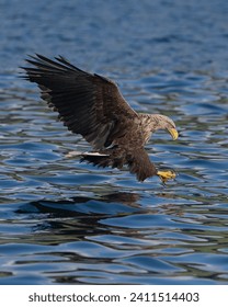 White tailed sea eagle showing its talens before catching a fish off the coast of the isle of Mull, Scotland
