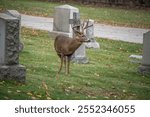 white tailed trophy buck with giant antlers standing among headstones tombstones in a cemetery graveyard