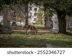 white tailed trophy buck with giant antlers eating grass in a cemetery graveyard in autumn fall