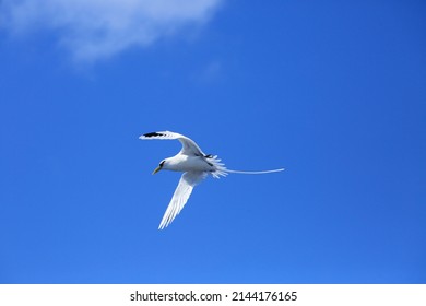 White Tailed Tropic Bird Flying Over Ocean In Reunion Island