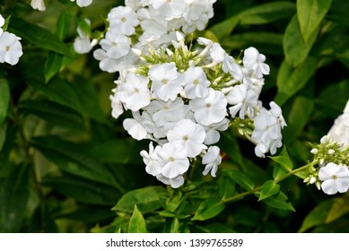 White Tall Garden Phlox In Bloom, Phlox Paniculata