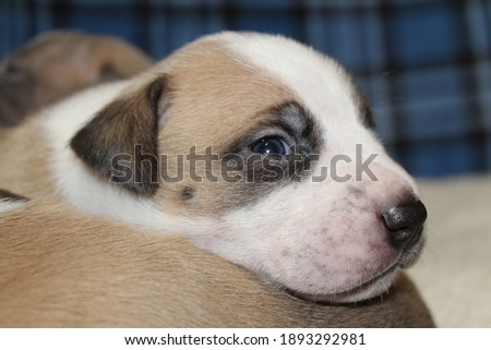 White tan and black puppy opening it's eyes during a photshoot