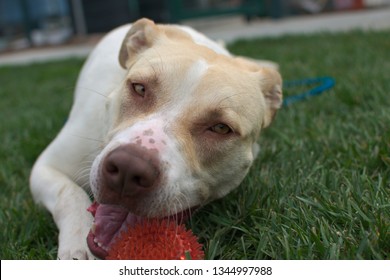 1000 Pit Lab Mix Stock Images Photos Vectors Shutterstock