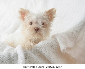 white teacup yorkie puppy on white blanket 