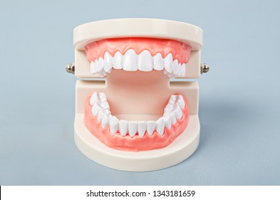 White Teeth Model On Grey Background.