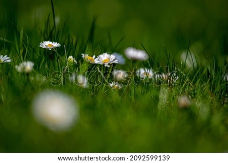 Similar – little flower Environment