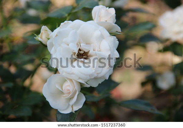 White Tender Rose Beautiful Natural Flowers Stock Photo Edit Now