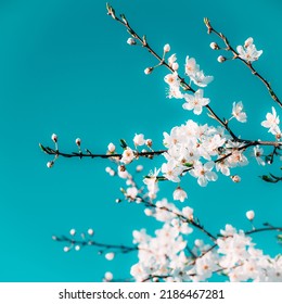 White, Tender, Spring Blooming Cherry Flowers Against The Sky. Small Depth Of Field.