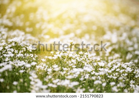 White tender spring flowers, growing at meadow. Seasonal natural floral hipster background