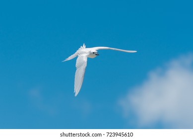     White tern, beautiful white bird of Polynesia, Tahiti, Gygis alba, peace symbol 