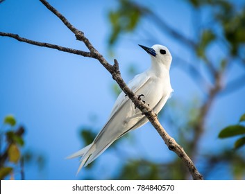 White Tern In Hithadhu, Addu Atoll, Maldives