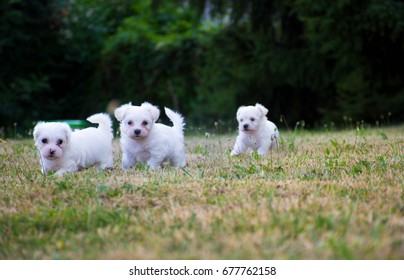 white terrier puppies playing outdoor