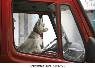 White terrier at the wheel of a red truck