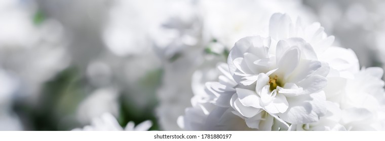 Jasminblumen aus weißer Frische im Garten. floraler Hintergrund