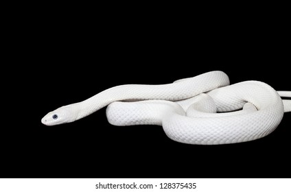 White Texas rat snake isolated on black