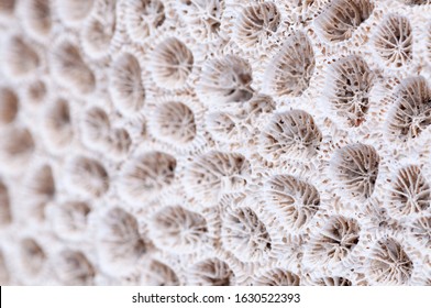 White Texture Of Dead Coral