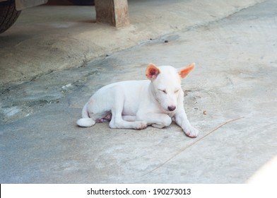 White Thai Dog Nodding In Parking