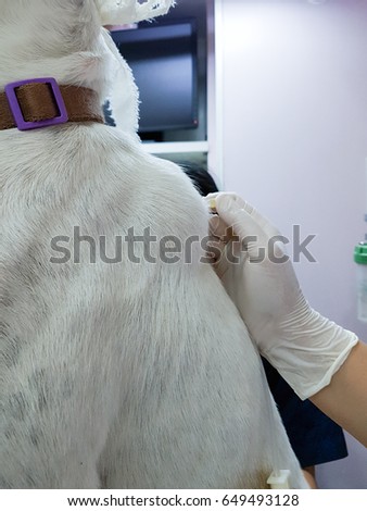 white thai dog receiving saline solution and chemotherapy under his skin