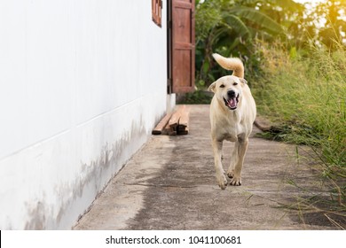 A White Thai Dog Is Running On The Concrete Floor Next To A House In The Thai Countryside.