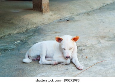 White Thai Dog Two Year Old Nodding In Parking