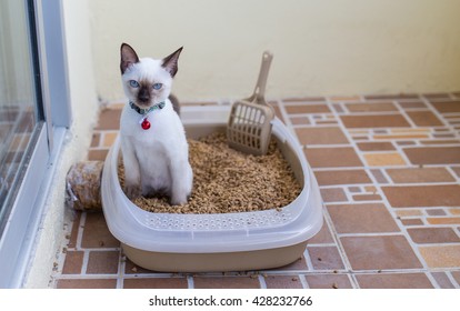 White thai moon diamond cat making a poo in her sand toilet