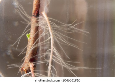 The White Thin Roots Of The Tree Grew In The Water.