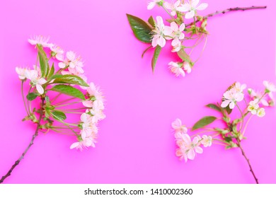 White three cherry blossom twig on fuchsia background. Three flowering branches, detail