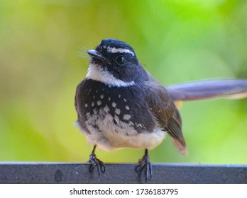 A White Throated Fantail Bird