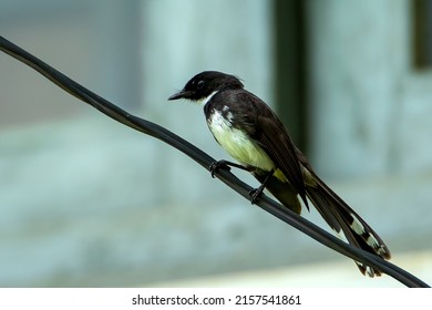 White Throated Fantail Bird Asia